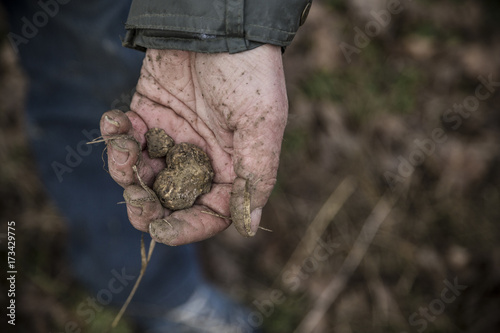 truffle tartufo