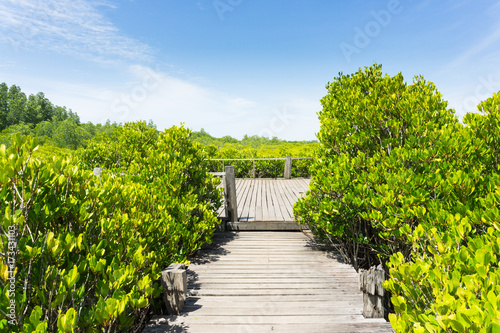 Beautiful mangrove forest, Nature Preserve and Forest (Tung Prong Thong) in Thailand. © black_J