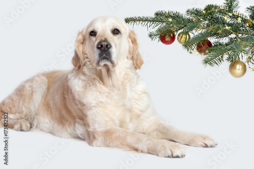 Golden Retriever Dog and a Christmas tree photo