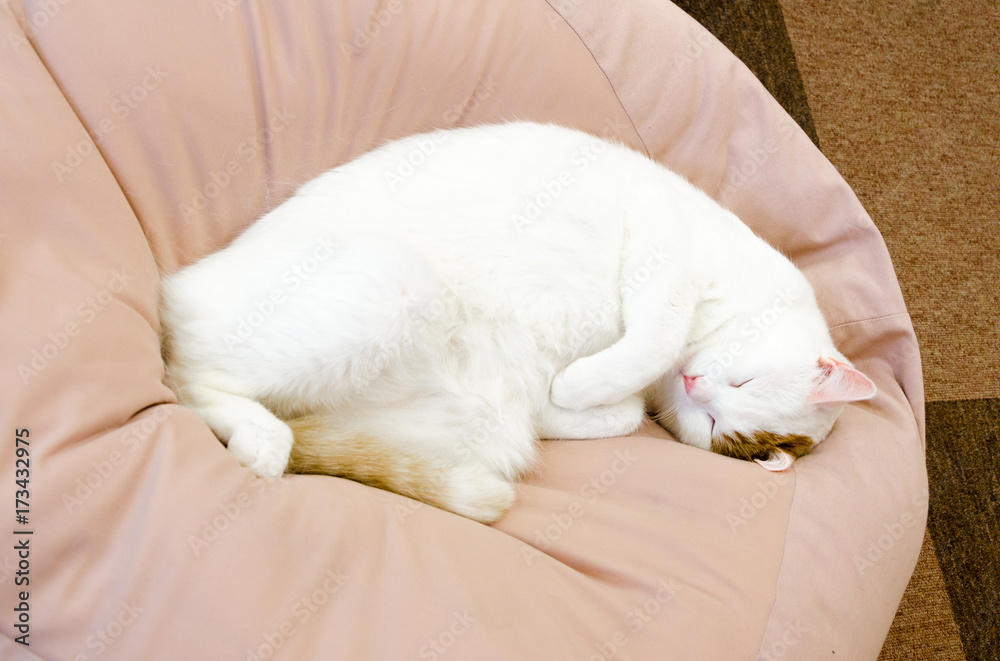 Cat resting quietly over to a pouf