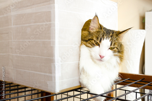 Cat rest quietly in a box