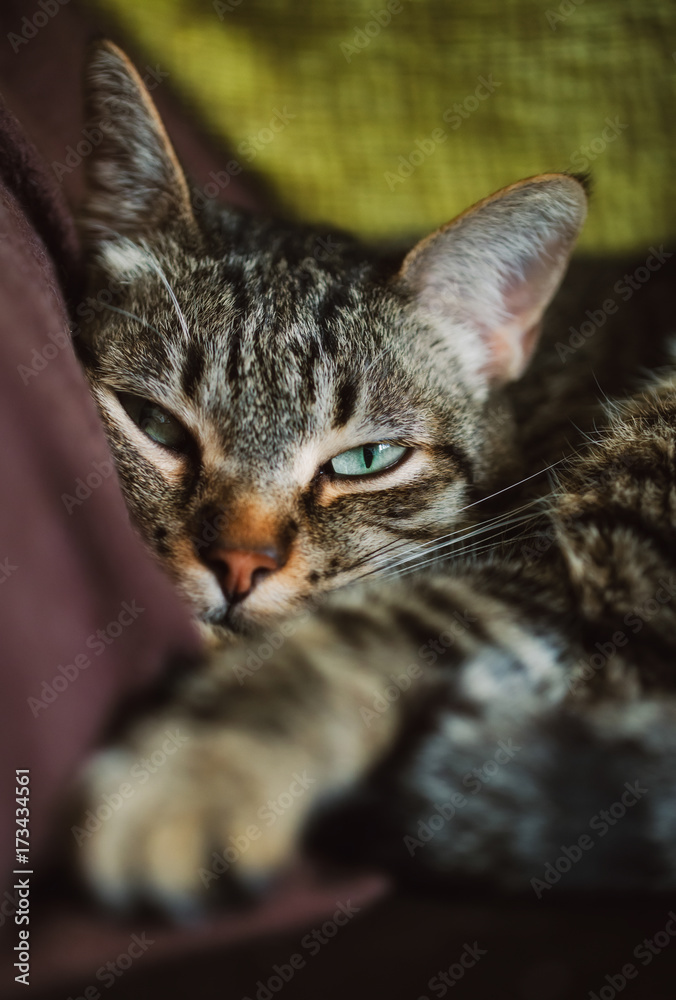 Portrait of a tabby cat resting