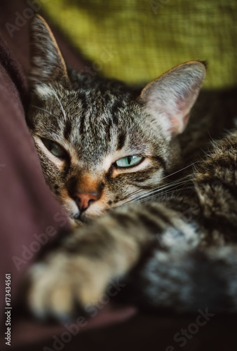 Portrait of a tabby cat resting © ramonespelt