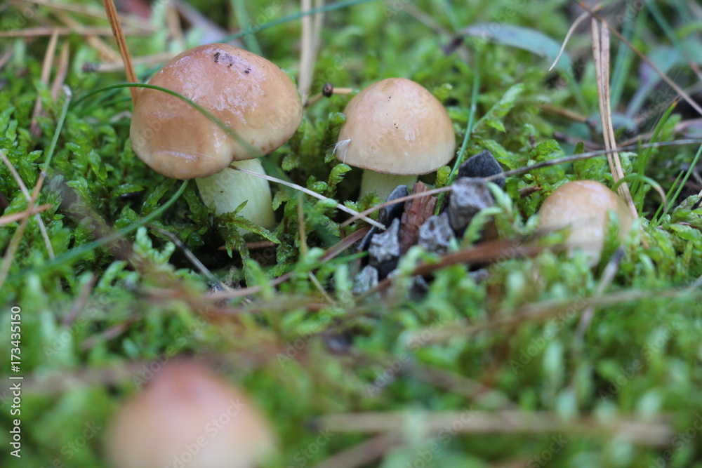 boletus, forest, mushroom