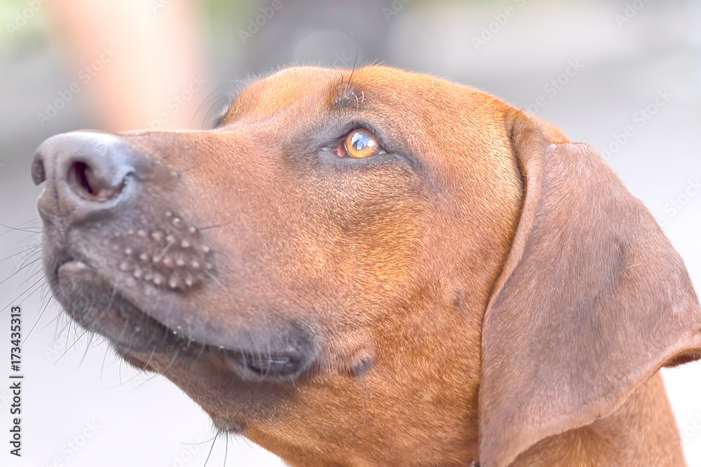Hunting dog close-up