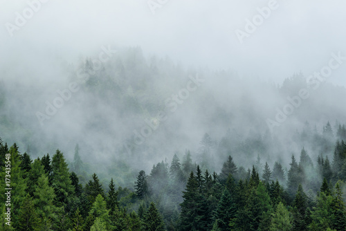 Forest in mist, low clouds in conifers, Austrian alps © Hollygraphic