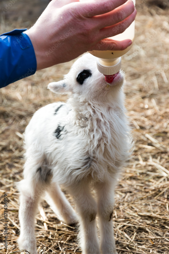 Obraz premium Feeding lamb