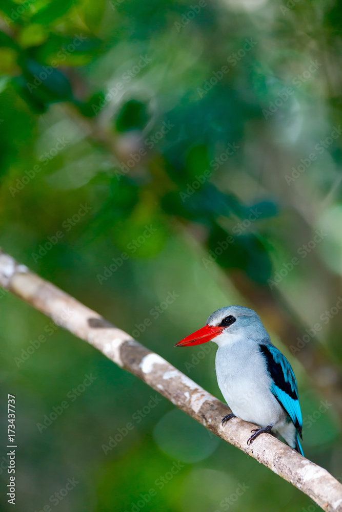 Kingfisher in Mozambique