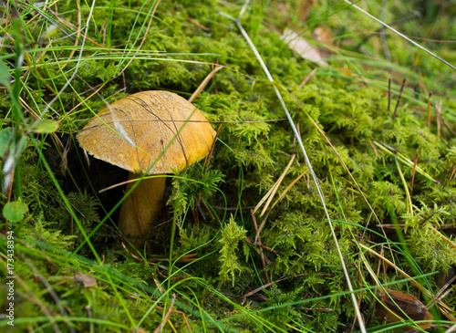  The forest edible mushroom growing on the green moss. Latvian nature, Europe. photo