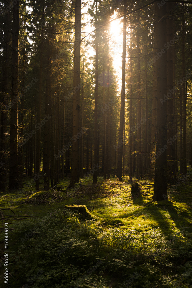 Naklejka premium Ciemny las oświetlony światłem słonecznym. Drewno pełne mchu i drzew.