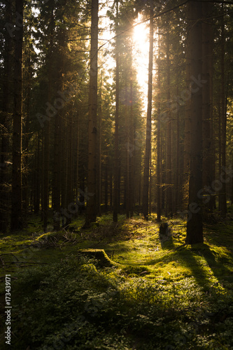 Dark forest illuminated by sunlight. Wood full of the moss and trees.