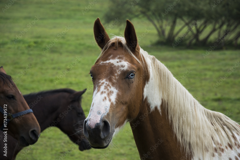 Brown and white spotted horse with white mane on grazing land with others horses. Brown and white spotted horse with white mane on grazing land with others horses.
