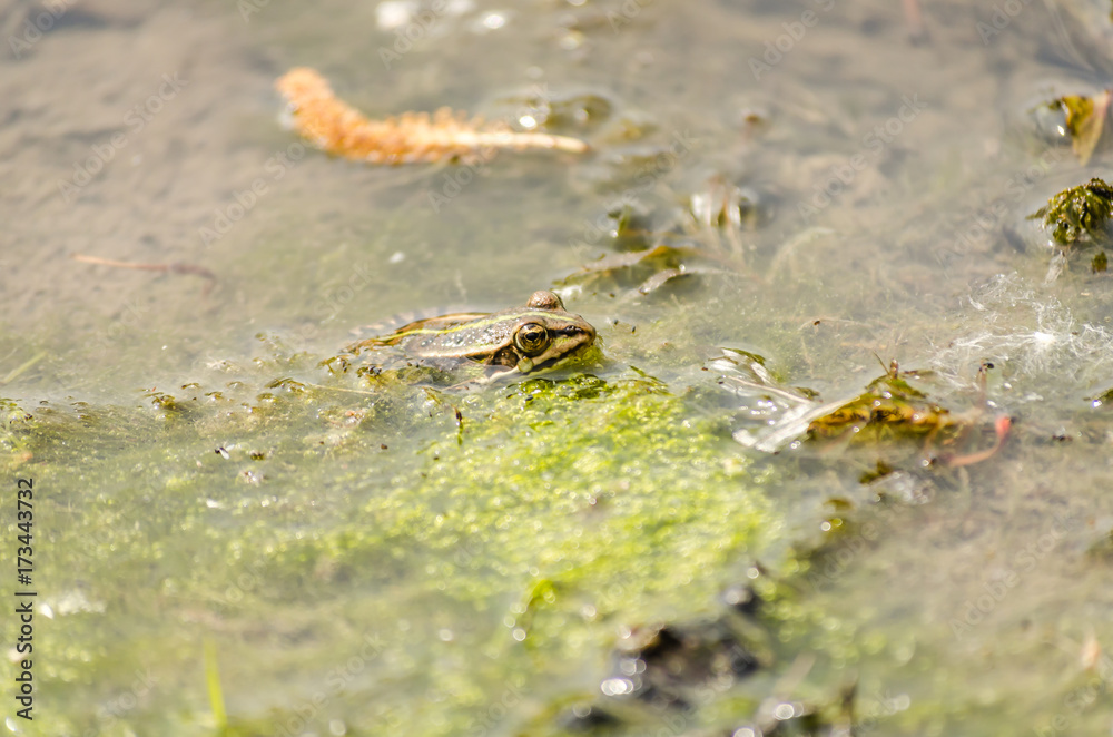 Fototapeta premium Frog in its natural environment 