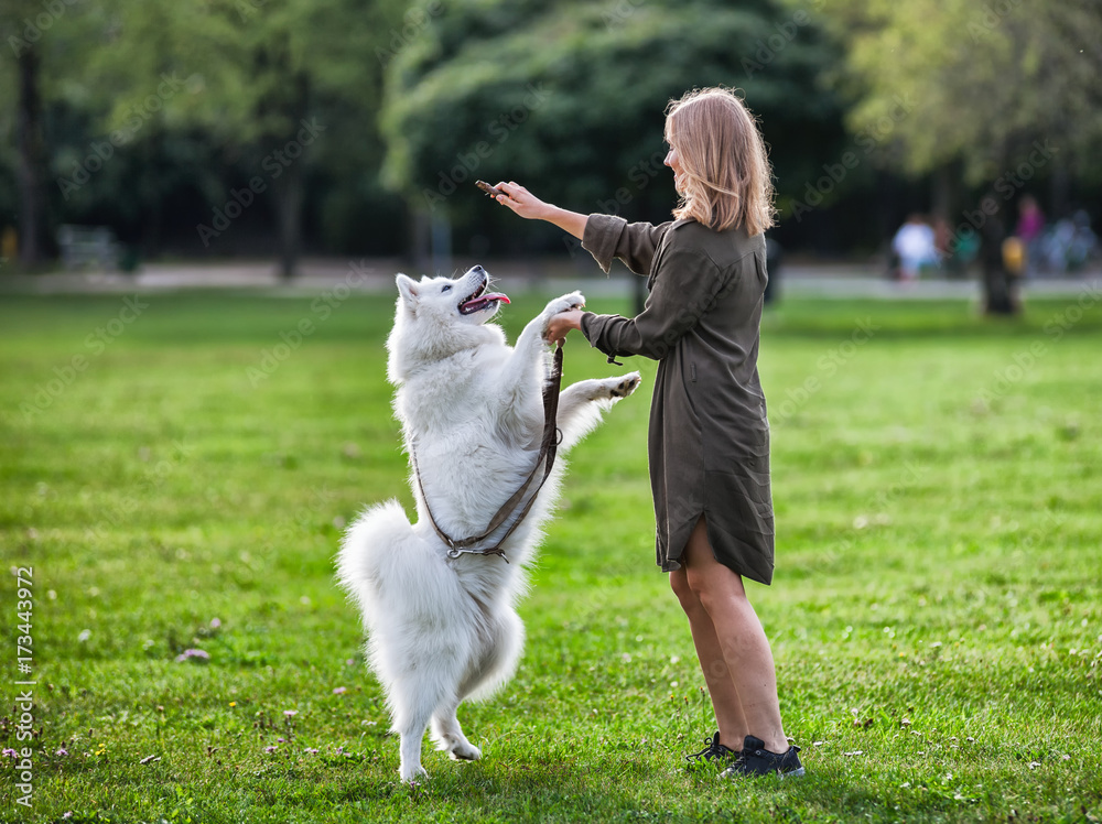 Pretty girl playing with samoyed dog during walk outdoor Pretty girl playing with samoyed dog during walk outdoor
