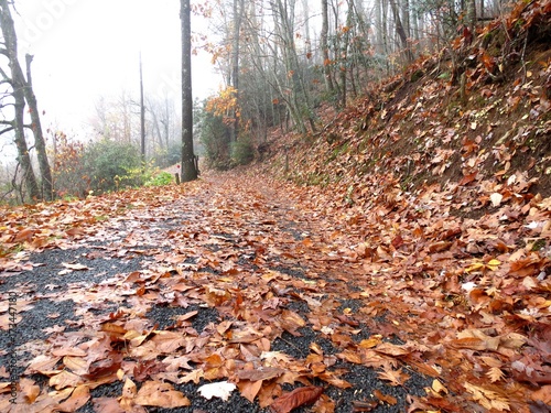 Leaves covering country road