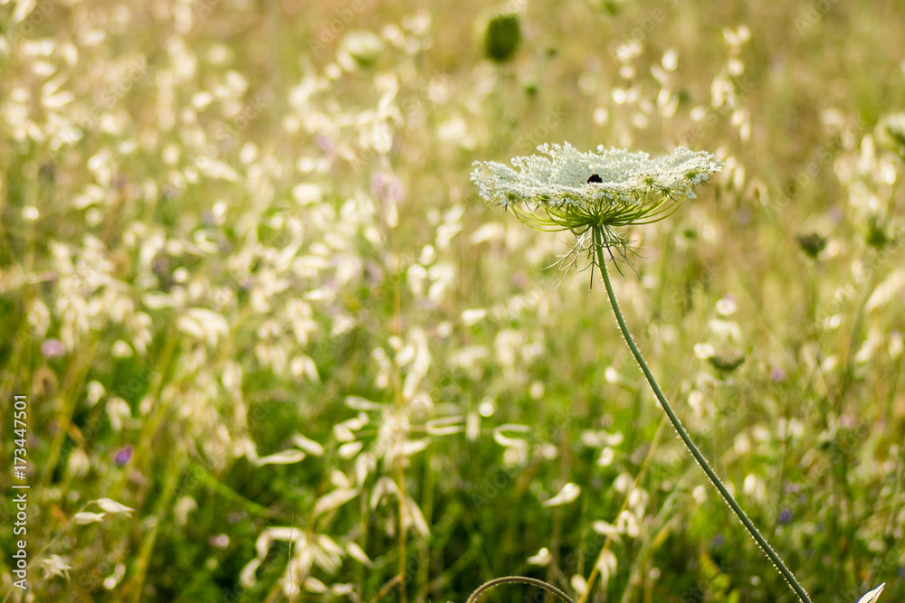 A white flower in a field A white flower in a field