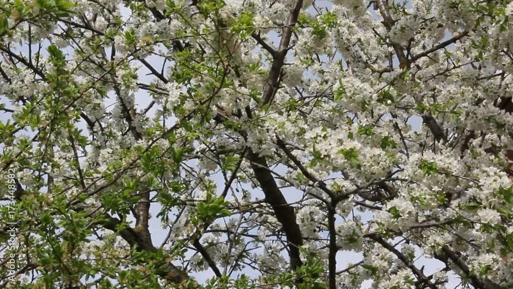 Blooming cherry fruit tree branch with beautiful flowers Blooming cherry fruit tree branch with beautiful flowers