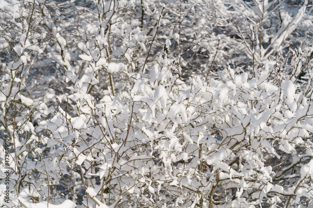 lilac branches covered with snow in morning lilac branches covered with snow in morning