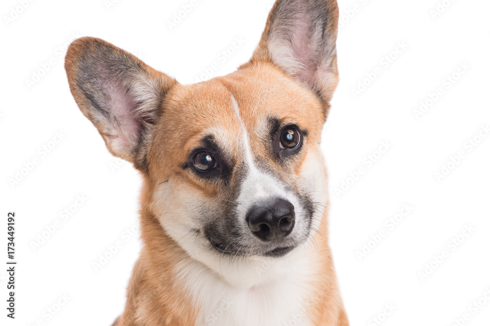 Portrait of a Welsh corgi Pembroke dog in studio in front of a white background