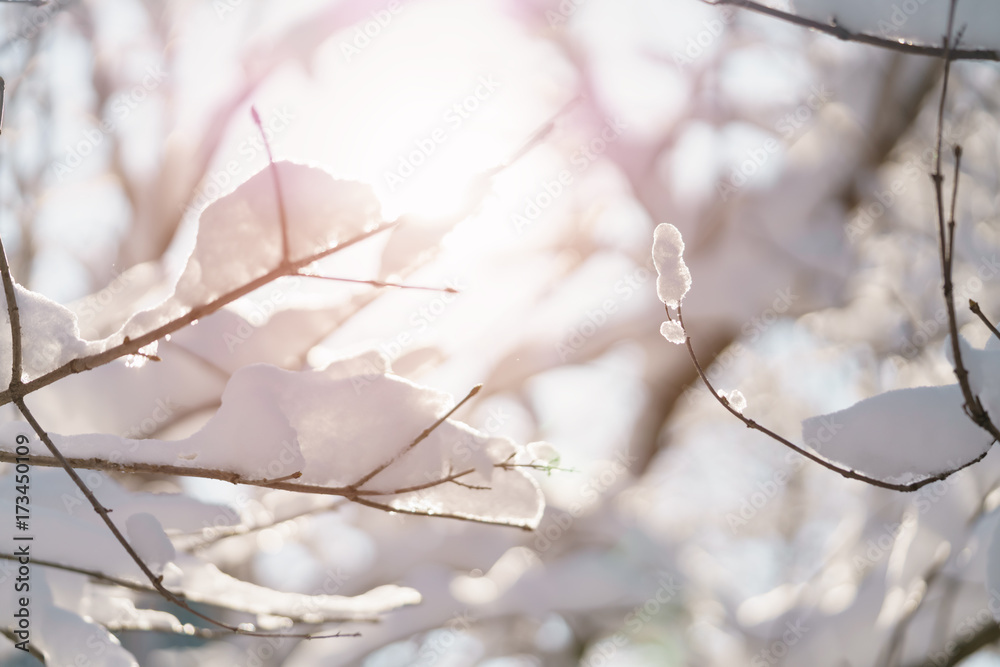 bush branches covered with snow in morning sunlight