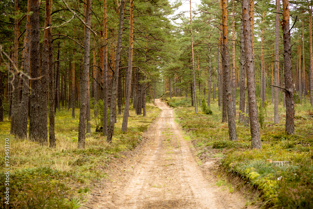 Dark mysterious forest road, path