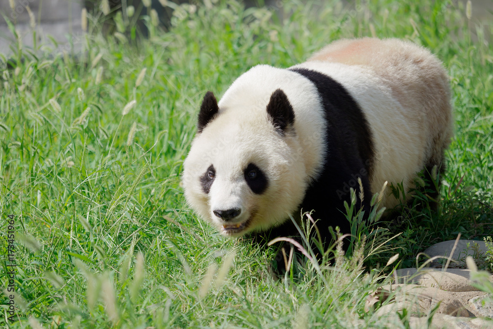 Obraz premium 歩いているパンダ