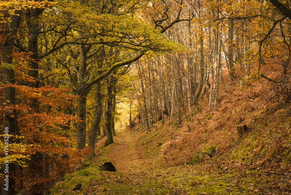 Obraz premium A footpath through a forest in autumn, Tayside,Scotland