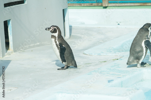 penguin in zoo .