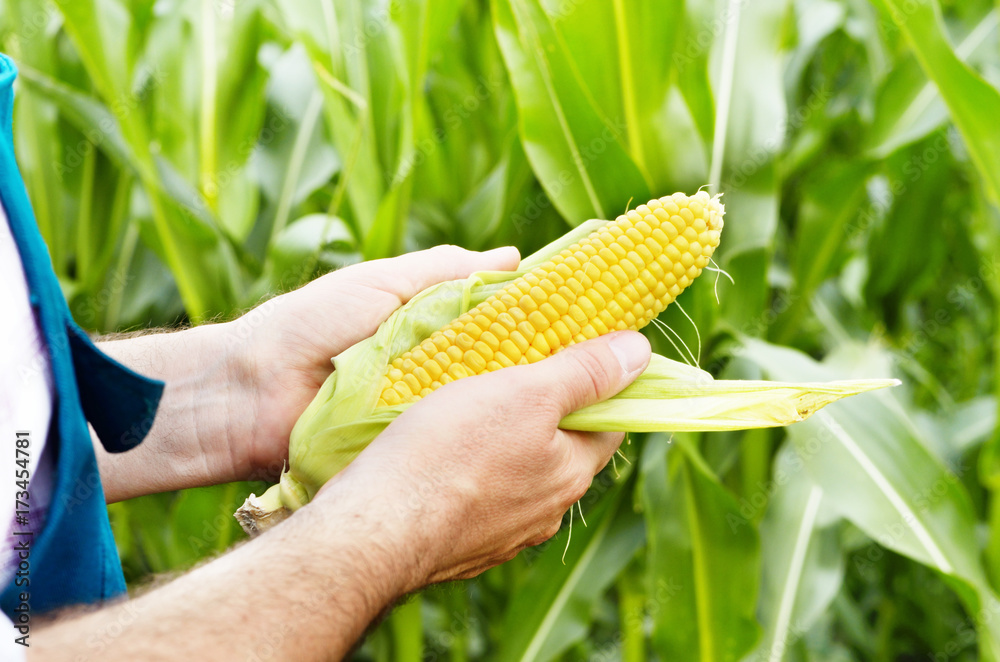 Farmer inspecting corn cobs - obrazy, fototapety, plakaty 