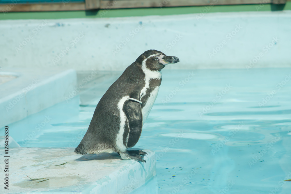 Naklejka premium penguin in zoo .