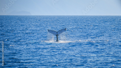 Whale watching in the Great Barrier Reef near Cairns