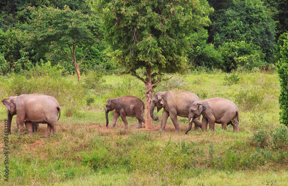 Asian elephant family in the wild. Cluster of asian elephants in Thailand. Asian elephant family in the wild. Cluster of asian elephants in Thailand.
