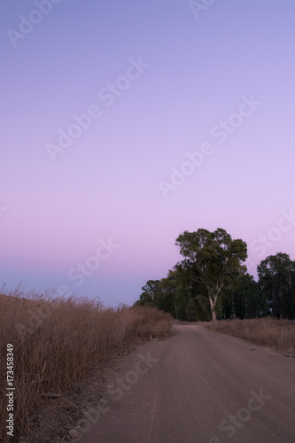 Eucalyptus tree and sand road in sunset light