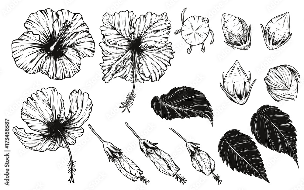 Hibiscus flower set vector by hand drawing.Flower set on white background