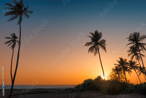 Palm trees at sunset on paradise tropical beach in Goa  India