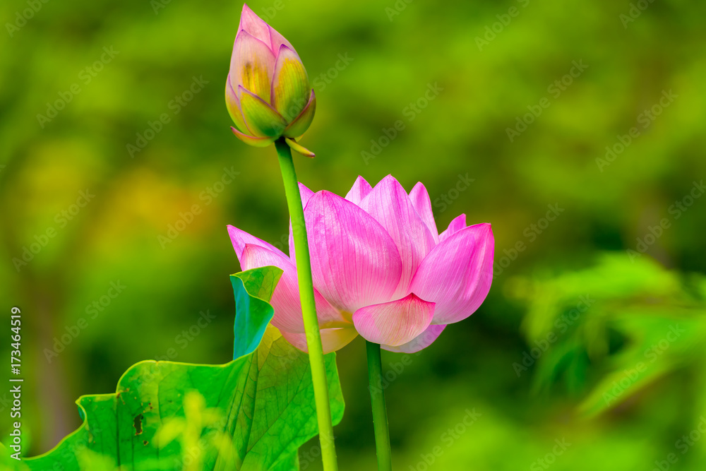 The Lotus Flower.The foreground is a lotus flower bud.Background is the tree.Shooting location is Yokohama, Kanagawa Prefecture Japan.