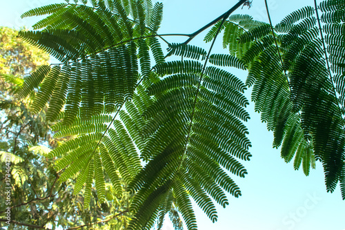 New fresh leaves of Mimosa