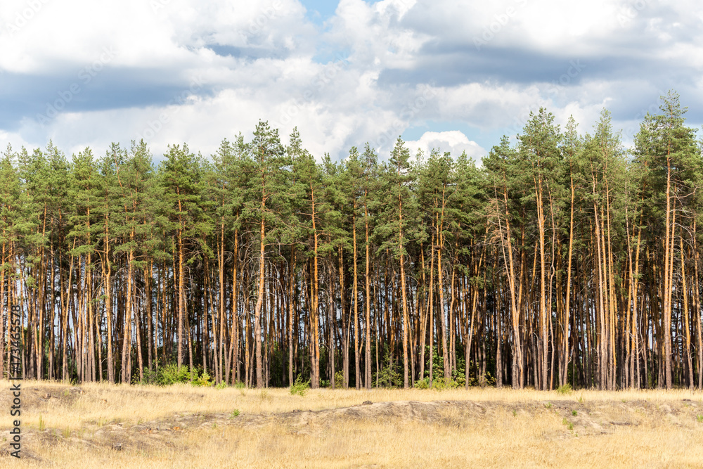 Panoramic view of yellow wild grass meadow, pine forest and blue cloudy sky on the background Panoramic view of yellow wild grass meadow, pine forest and blue cloudy sky on the background