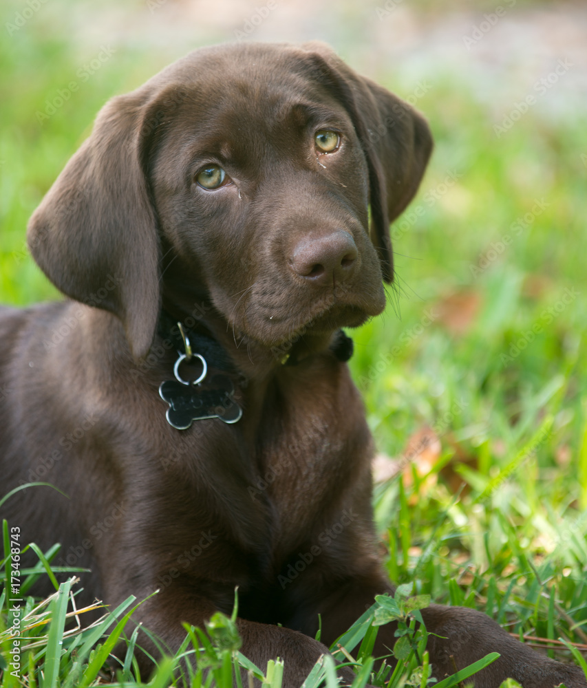 A brown haired puppy lying in the grass. A brown haired puppy lying in the grass.
