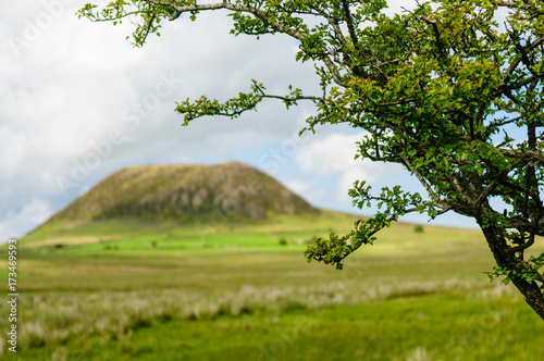 Hawthorn tree in a field with Slemish  Northern Ireland  behind.