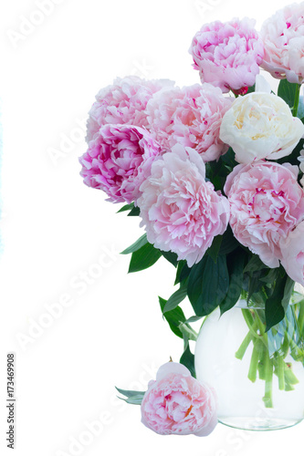 Fresh peony flowers colored in shades of pink in vase isolated on white background close up
