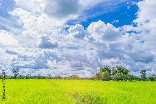 The soft focus of green paddy rice field with beautiful sky and cloud in Thailand,by the beam light and lens flare effect tone.