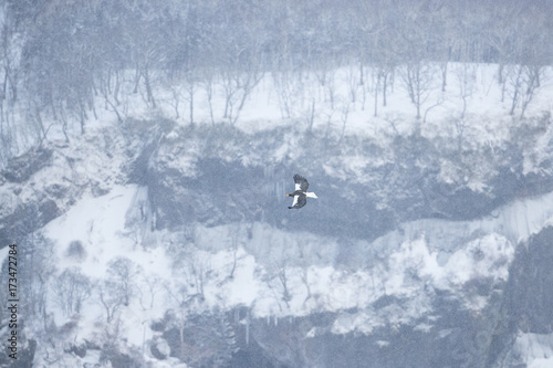 Riesenseeadler im Flug © aussieanouk