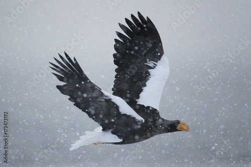 Riesenseeadler fliegt im Schneetreiben photo