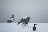 Riesenseeadler im Schneetreiben