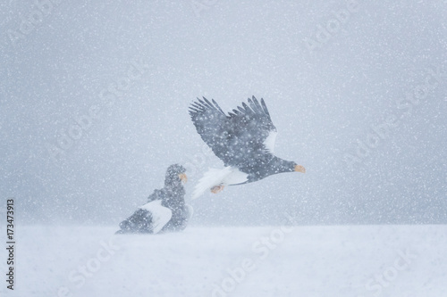 Riesenseeadler im Schneetreiben photo