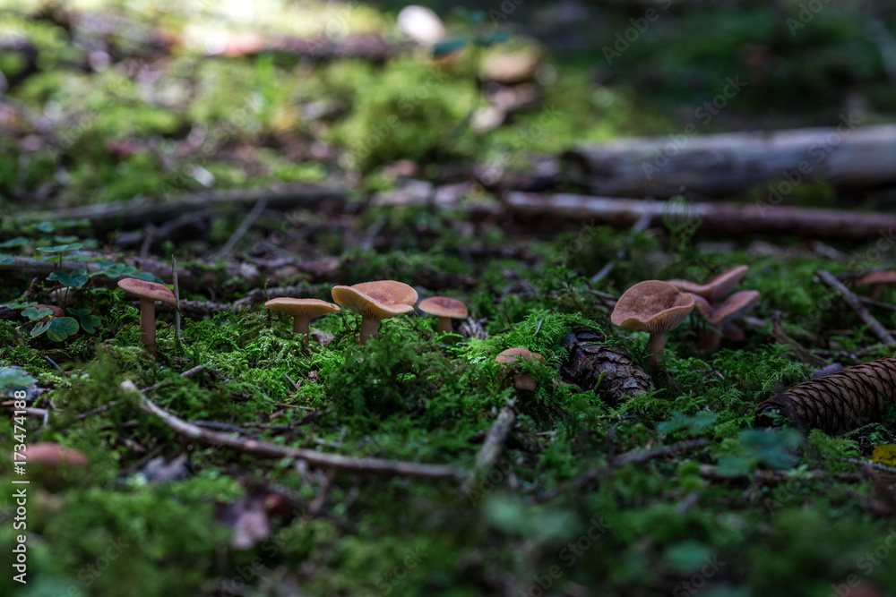 Pilze auf Moos