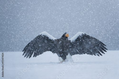 Riesenseeadler im Schneetreiben photo