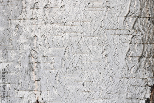 Birch bark texture for natural gray background