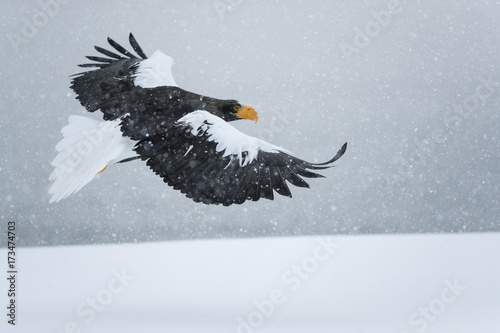 Riesenseeadler fliegt im Schneetreiben photo